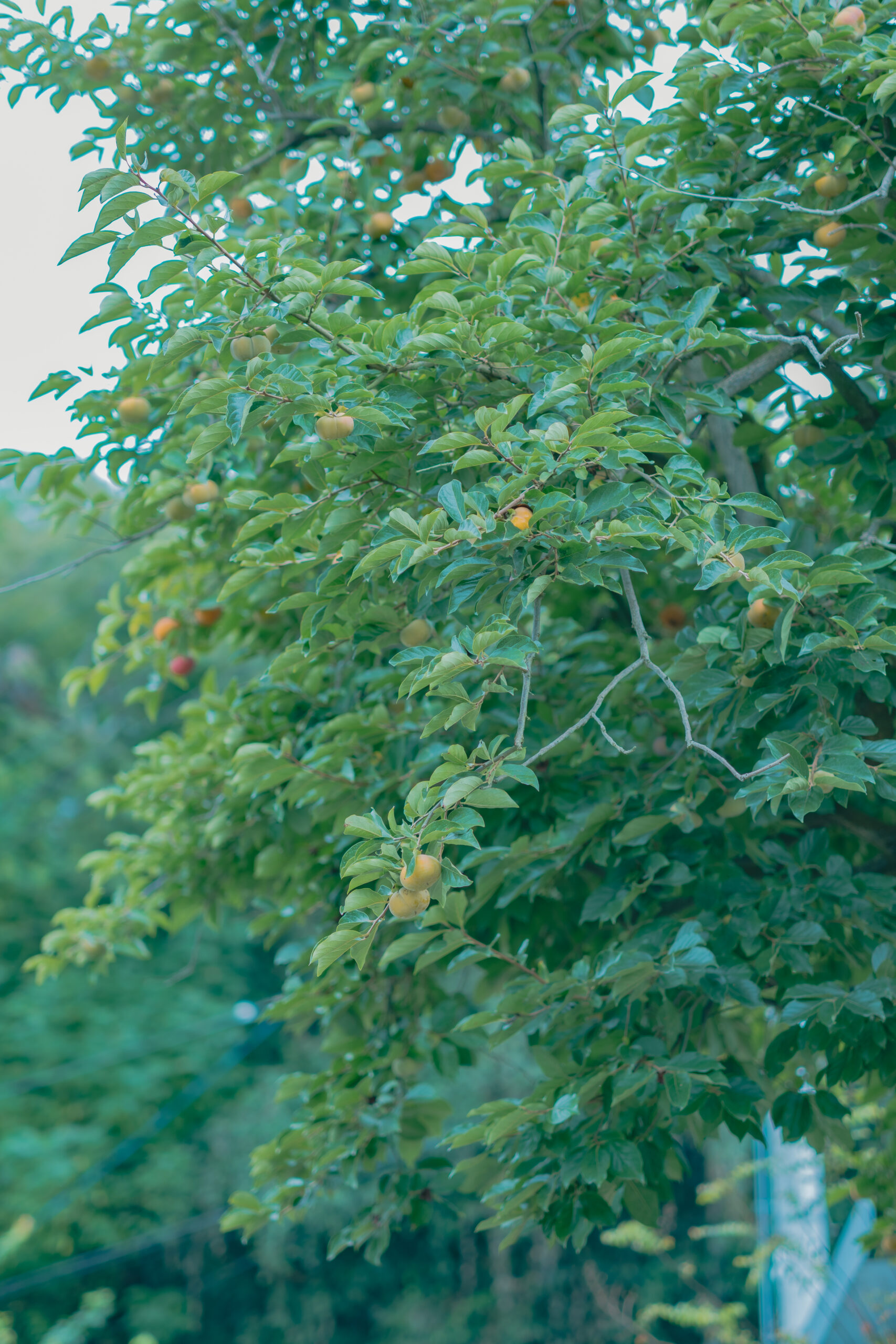 画像：時空を旅するセルフ写真館 フレーム 奥書院
